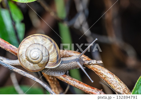 カタツムリ（ナミマイマイ） 132894791
