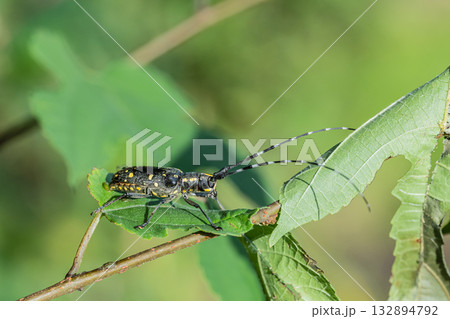 キボシカミキリ 132894792