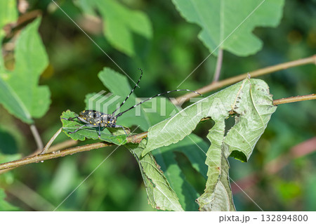 キボシカミキリ キボシカミキリ 132894800