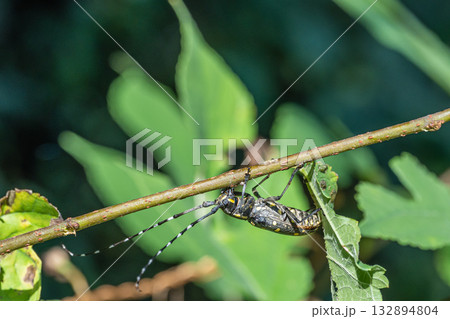 キボシカミキリ 132894804