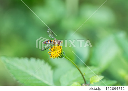 草花の蜜を吸うホソヒラタアブ 132894812
