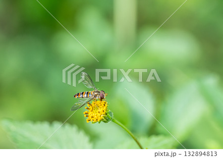 草花の蜜を吸うホソヒラタアブ 132894813