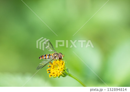 草花の蜜を吸うホソヒラタアブ 132894814