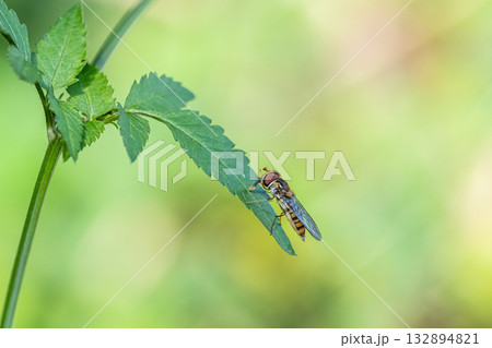 草の上で翅を休めるホソヒラタアブ 草の上で翅を休めるホソヒラタアブ 132894821