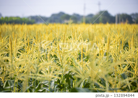 とうもろこし トウモロコシ 玉蜀黍 132894844