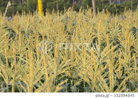 とうもろこし トウモロコシ 玉蜀黍 132894845