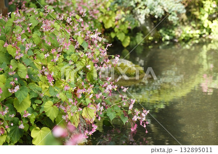 寂光院の池に咲く秋海棠 132895011
