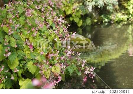 寂光院の池に咲く秋海棠 132895012