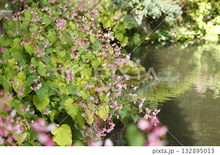寂光院の池に咲く秋海棠 132895013