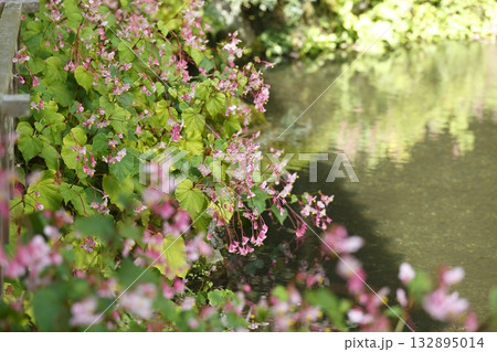 寂光院の池に咲く秋海棠 132895014
