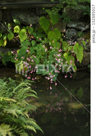 寂光院の池に咲く秋海棠 132895017