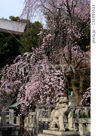 乃木神社　枝垂れ桜 132895033