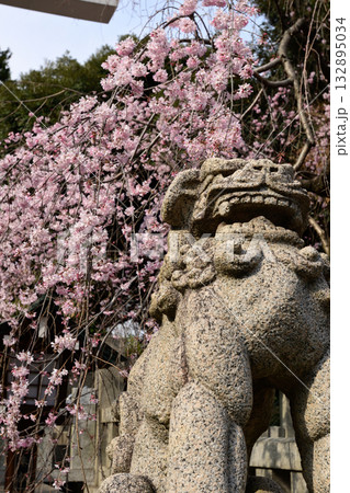 乃木神社　枝垂れ桜 132895034