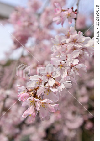 乃木神社 枝垂れ桜 乃木神社 枝垂れ桜 132895039