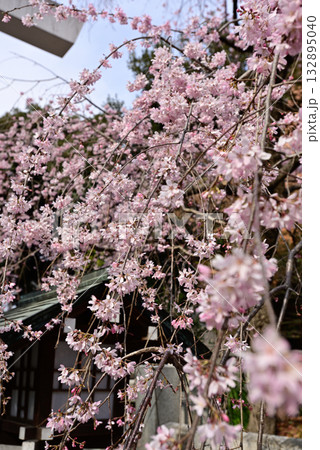 乃木神社　枝垂れ桜 132895040