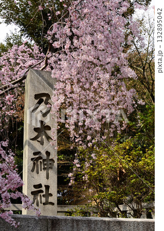 乃木神社 枝垂れ桜 乃木神社 枝垂れ桜 132895042
