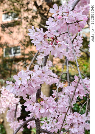 乃木神社　枝垂れ桜 132895046