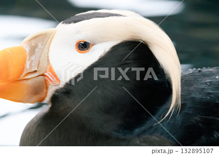 puffinの生き様1 132895107