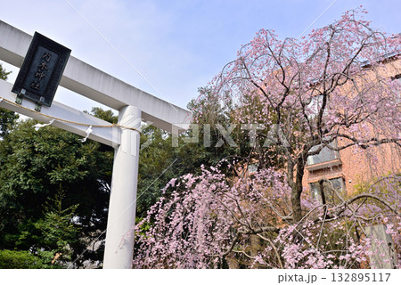 乃木神社　一の鳥居　枝垂れ桜 132895117