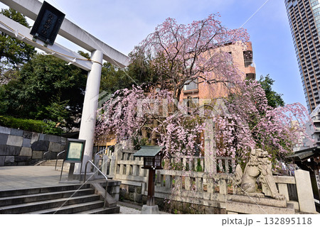 乃木神社　一の鳥居　枝垂れ桜 132895118
