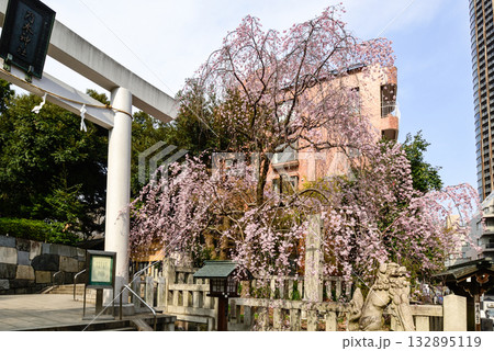 乃木神社　一の鳥居　枝垂れ桜 132895119