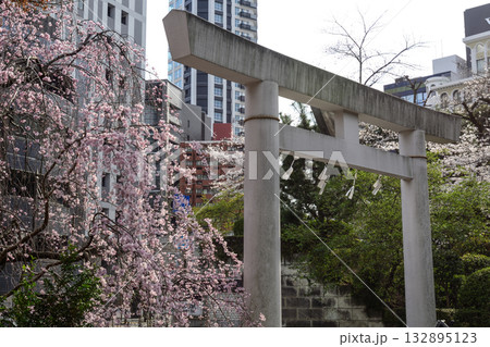 乃木神社 一の鳥居 枝垂れ桜 乃木神社 一の鳥居 枝垂れ桜 132895123
