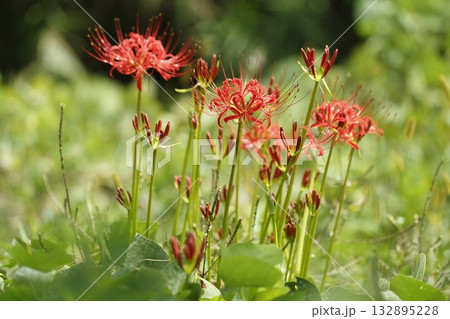 大原の曼珠沙華 大原の曼珠沙華 132895228