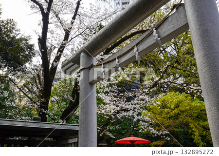 乃木神社　二の鳥居と桜 132895272