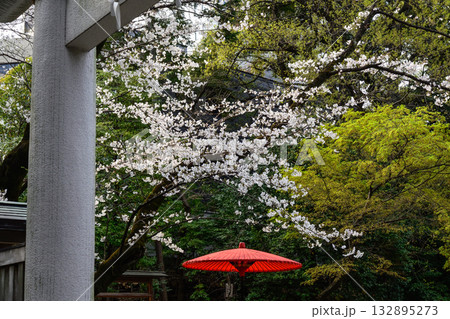 乃木神社　二の鳥居と桜 132895273