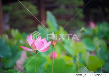 京都市右京区法金剛院で撮影した蓮 京都市右京区法金剛院で撮影した蓮 132895567