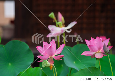 京都市右京区法金剛院で撮影した蓮 132895600