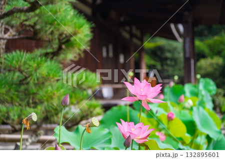 京都市右京区法金剛院で撮影した蓮 132895601