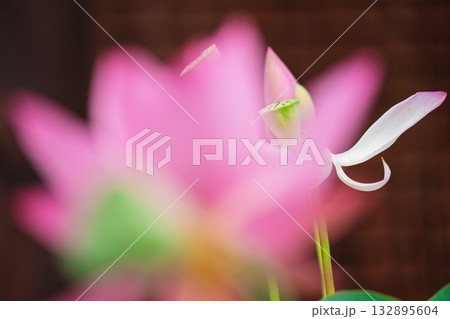 京都市右京区法金剛院で撮影した蓮 132895604