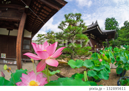 京都市右京区法金剛院で撮影した蓮 132895611