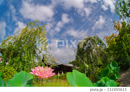 京都市右京区法金剛院で撮影した蓮 132895615