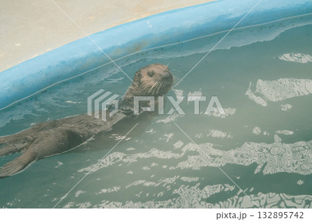 ラッコの生き様12 132895742