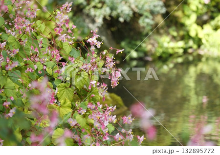 寂光院の池に咲く秋海棠 寂光院の池に咲く秋海棠 132895772