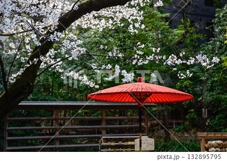 乃木神社の桜 乃木神社の桜 132895795