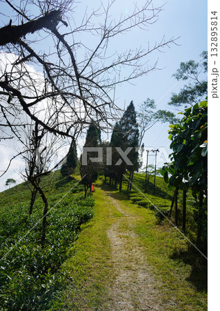 Serene Kalimpong Tea Plantation and Mountain Vista Serene Kalimpong Tea Plantation and Mountain Vista 132895814