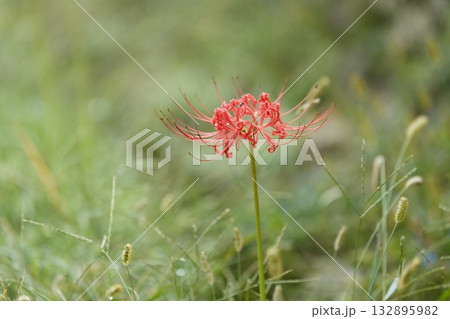 大原の曼珠沙華 132895982