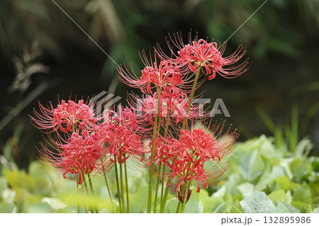 大原の曼珠沙華 132895986