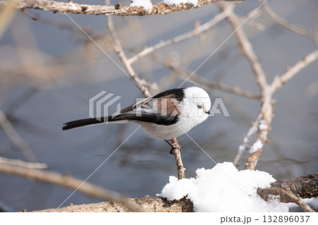 シマエナガ シマエナガ 132896037