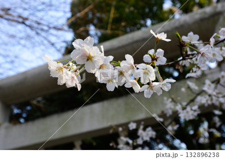 乃木神社の桜 132896238