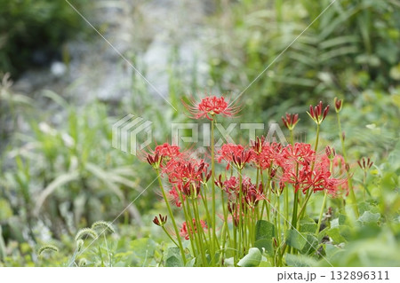 大原の曼珠沙華 132896311