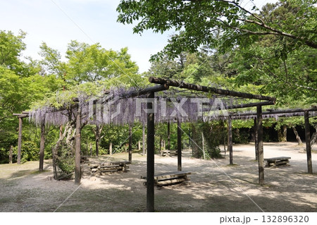 宮島 藤の棚公園 132896320
