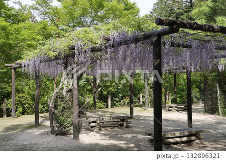 宮島 藤の棚公園 132896321