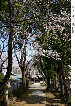 上赤塚 氷川神社 桜 上赤塚 氷川神社 桜 132896340