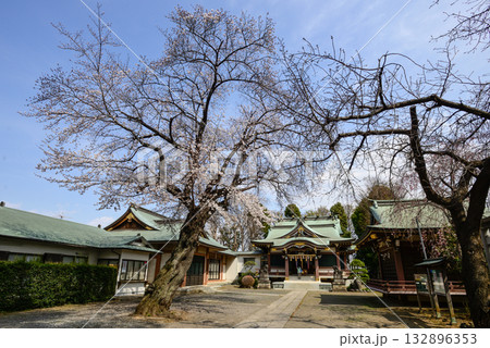 上赤塚　氷川神社　桜 132896353