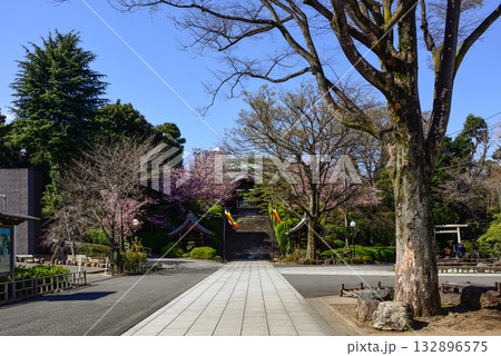 護国寺 参道の桜 護国寺 参道の桜 132896575