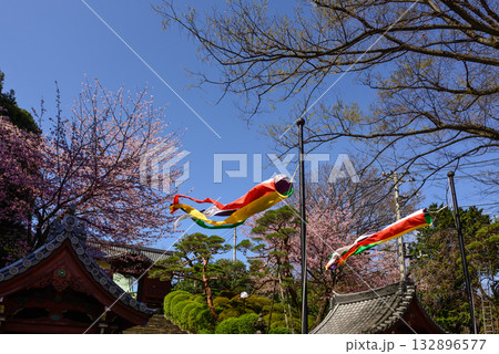 護国寺　参道の桜 132896577